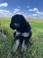 Blossom, a female Goldendoodle for sale in Paducah, TX – 4 of 5