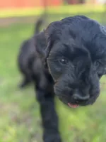 Gia, a female Goldendoodle for sale in Paducah, TX – 5 of 5