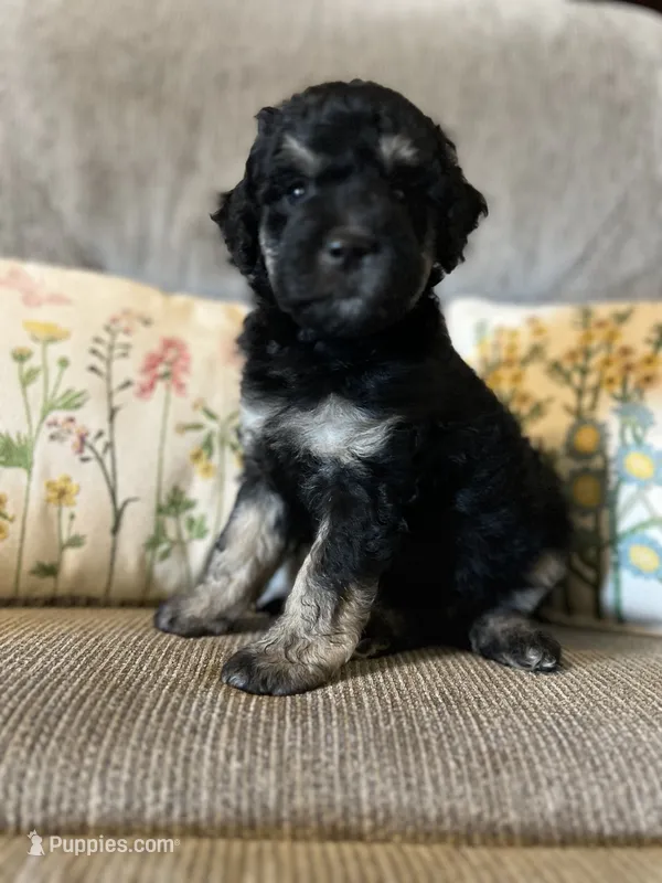 Blossom – Goldendoodle puppy for sale in Paducah, TX