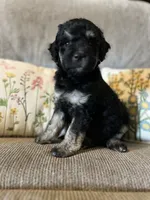 Blossom, a female Goldendoodle for sale in Paducah, TX – 1 of 5