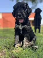 Gideon, a male Goldendoodle for sale in Paducah, TX – 1 of 5