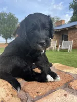 Bennett, a male Goldendoodle for sale in Paducah, TX – 2 of 6
