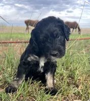 Gideon, a male Goldendoodle for sale in Paducah, TX – 3 of 5