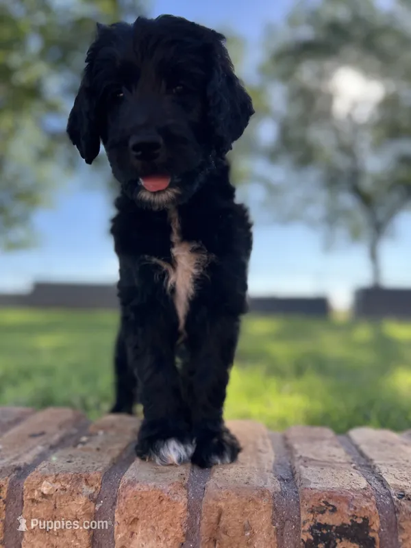 Bennett – Goldendoodle puppy for sale in Paducah, TX