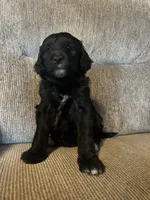 Bella, a female Goldendoodle for sale in Paducah, TX – 3 of 5