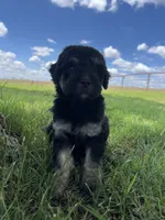 Blossom, a female Goldendoodle for sale in Paducah, TX – 2 of 5