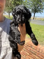 Gia, a female Goldendoodle for sale in Paducah, TX – 4 of 5