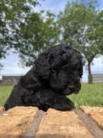 Gunner, a male Goldendoodle for sale in Paducah, TX – 3 of 5