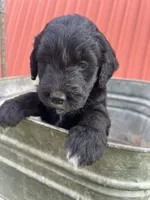 Bella, a female Goldendoodle for sale in Paducah, TX – 1 of 5