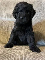 Gunner, a male Goldendoodle for sale in Paducah, TX – 4 of 5