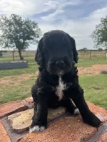 Bennett, a male Goldendoodle for sale in Paducah, TX – 3 of 6
