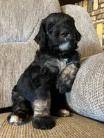Gideon, a male Goldendoodle for sale in Paducah, TX – 5 of 5