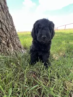 Gunner, a male Goldendoodle for sale in Paducah, TX – 5 of 5