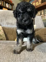 Blossom, a female Goldendoodle for sale in Paducah, TX – 3 of 5