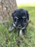 Blossom, a female Goldendoodle for sale in Paducah, TX – 5 of 5