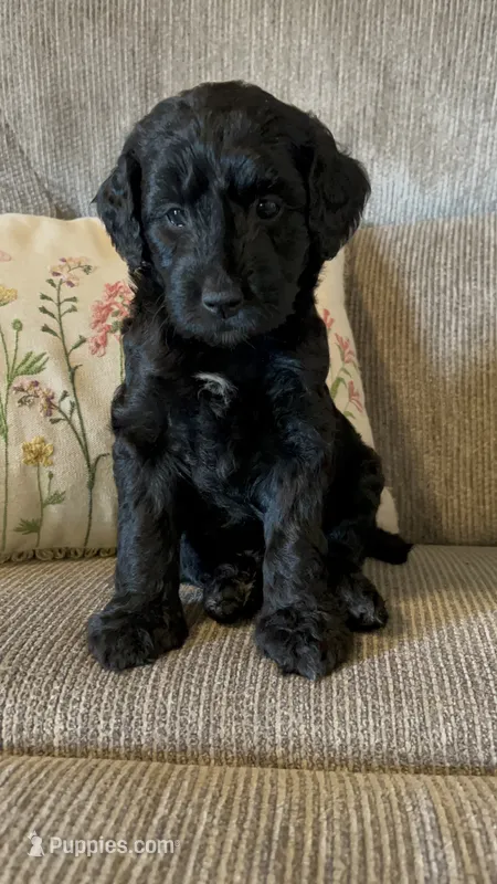 Gia – Goldendoodle puppy for sale in Paducah, TX