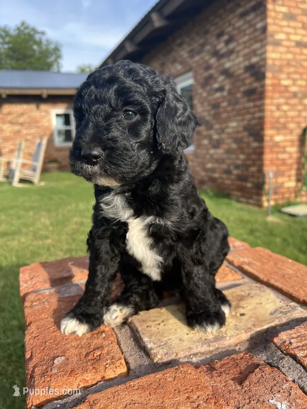 Graham – Goldendoodle puppy for sale in Paducah, TX
