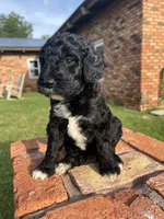 Graham, a male Goldendoodle for sale in Paducah, TX – 1 of 5