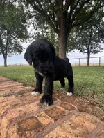 Bennett, a male Goldendoodle for sale in Paducah, TX – 6 of 6