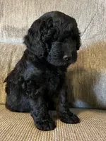 Gunner, a male Goldendoodle for sale in Paducah, TX – 2 of 5