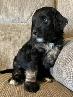 Gideon, a male Goldendoodle for sale in Paducah, TX – 2 of 5