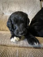 Bennett, a male Goldendoodle for sale in Paducah, TX – 5 of 6
