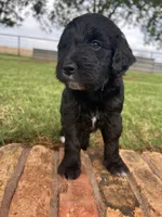 Bella, a female Goldendoodle for sale in Paducah, TX – 5 of 5