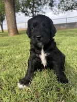 Bennett, a male Goldendoodle for sale in Paducah, TX – 4 of 6