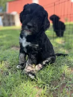 Gideon, a male Goldendoodle for sale in Paducah, TX – 4 of 5
