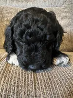 Graham, a male Goldendoodle for sale in Paducah, TX – 5 of 5