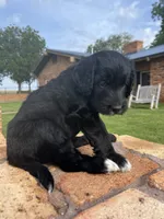 Bennett, a male Goldendoodle for sale in Paducah, TX – 1 of 6
