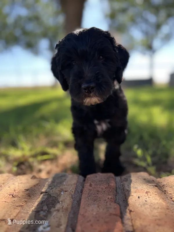 Bella – Goldendoodle puppy for sale in Paducah, TX