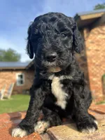 Graham, a male Goldendoodle for sale in Paducah, TX – 3 of 5