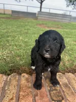 Bella, a female Goldendoodle for sale in Paducah, TX – 4 of 5