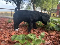 Bella, a female Goldendoodle for sale in Paducah, TX – 2 of 5