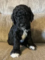 Graham, a male Goldendoodle for sale in Paducah, TX – 2 of 5