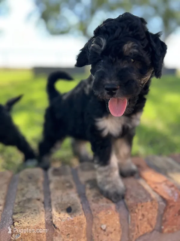 Blossom – Goldendoodle puppy for sale in Paducah, TX