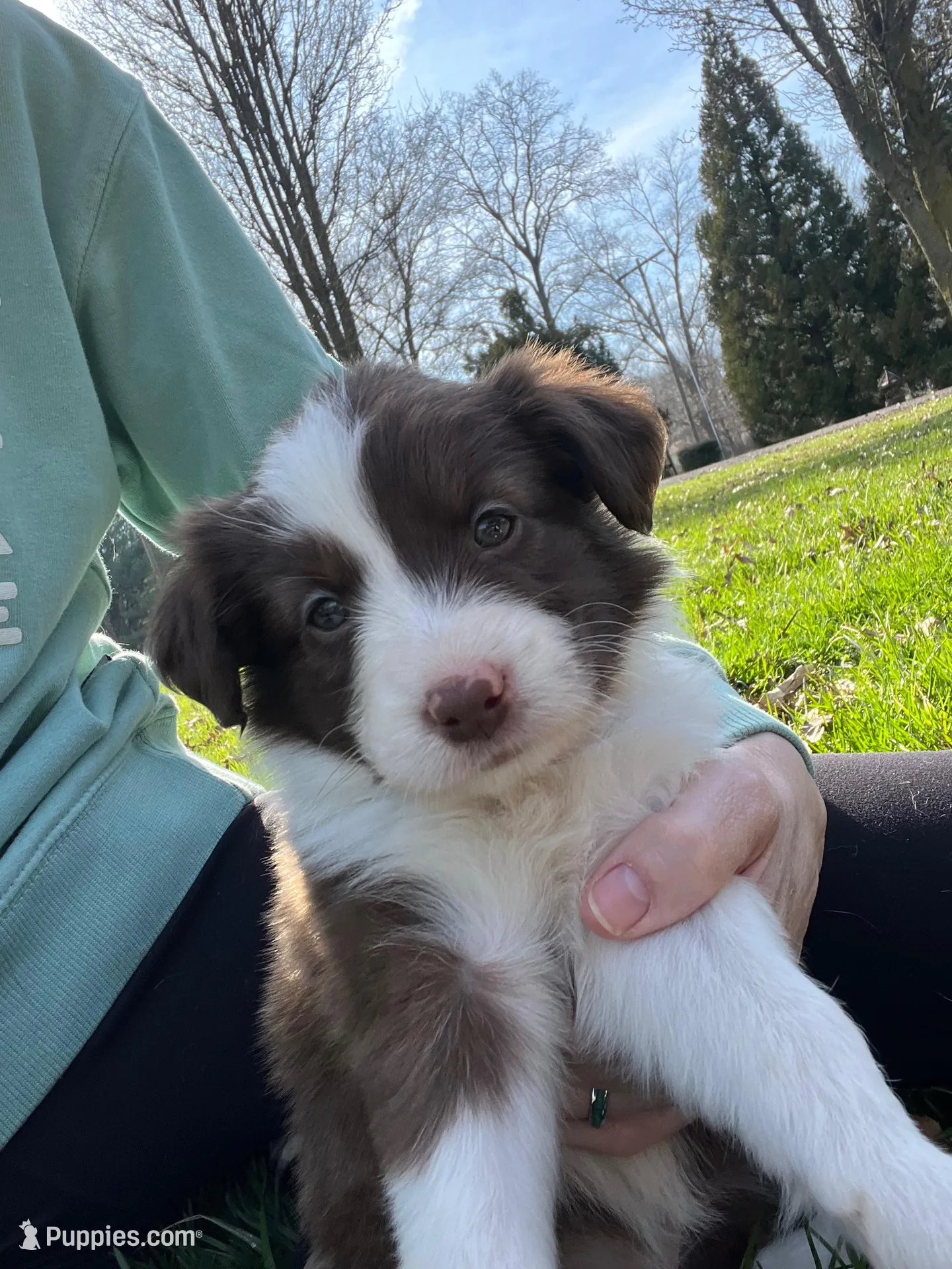 Reba – Border Collie puppy for sale in Darlington, MD