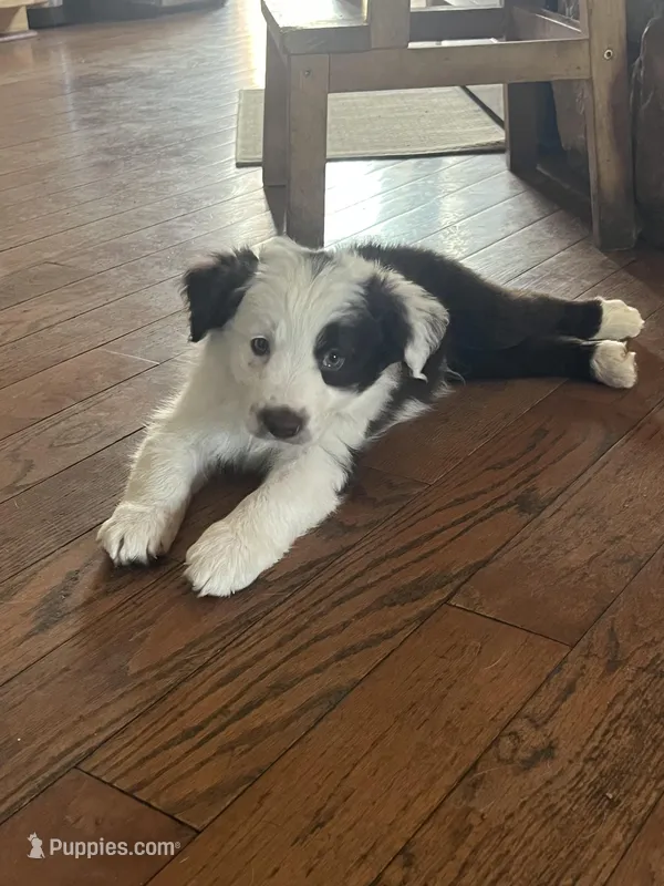 Hank – Border Collie puppy for sale in Darlington, MD