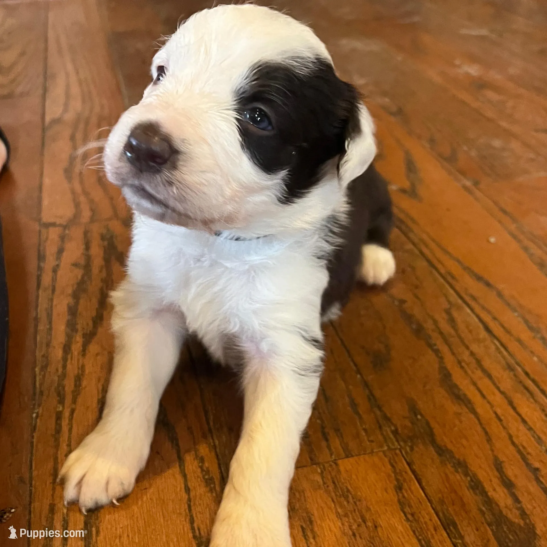 Hank – Border Collie puppy for sale in Darlington, MD