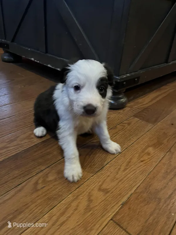 Hank – Border Collie puppy for sale in Darlington, MD
