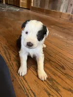 Hank, a male Border Collie for sale in Darlington, MD – Photo 2 of 2