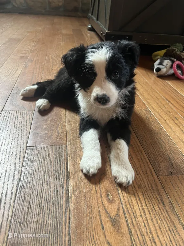 Dolly – Border Collie puppy for sale in Darlington, MD