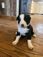 Dolly, a female Border Collie for sale in Darlington, MD – Photo 2 of 3