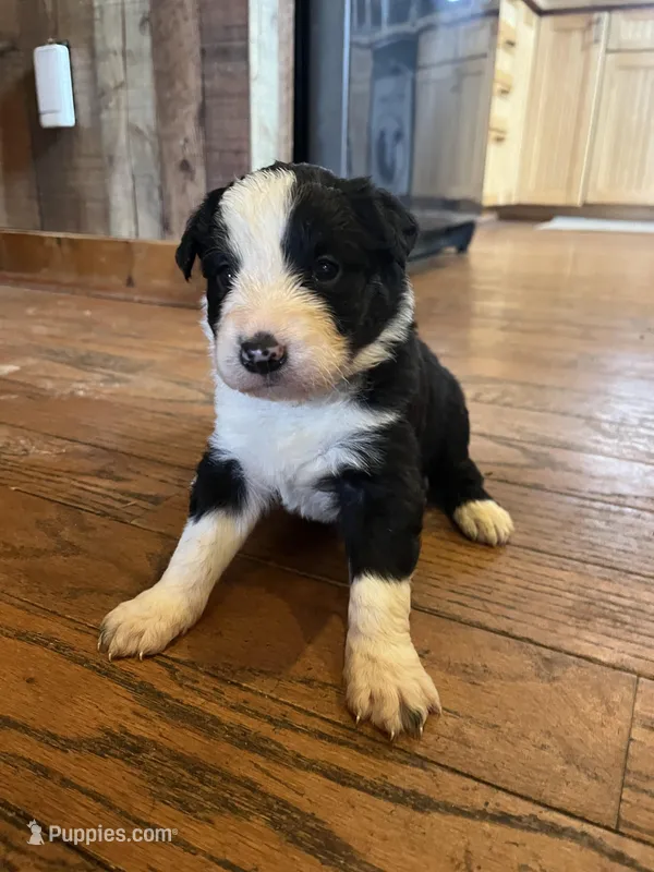 Dolly – Border Collie puppy for sale in Darlington, MD