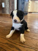 Dolly, a female Border Collie for sale in Darlington, MD – Photo 1 of 3