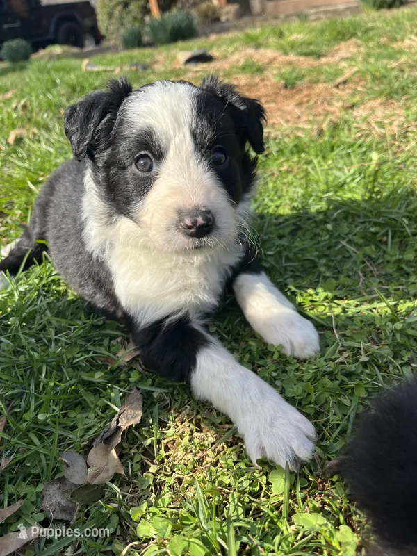 Dolly – Border Collie puppy for sale in Darlington, MD