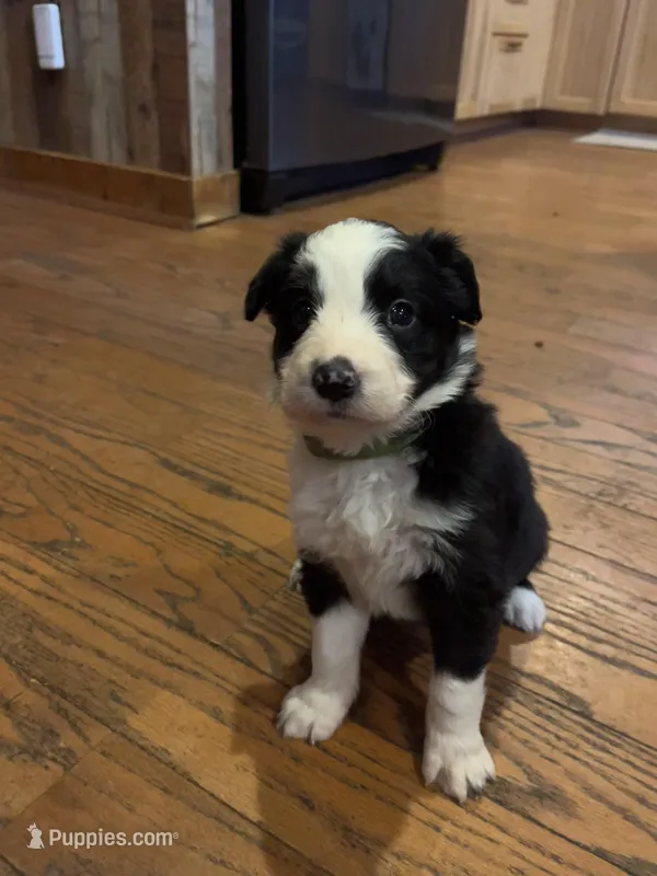 Dolly – Border Collie puppy for sale in Darlington, MD