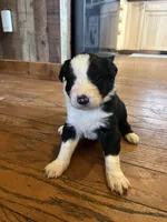 Dolly, a female Border Collie for sale in Darlington, MD – Photo 3 of 3