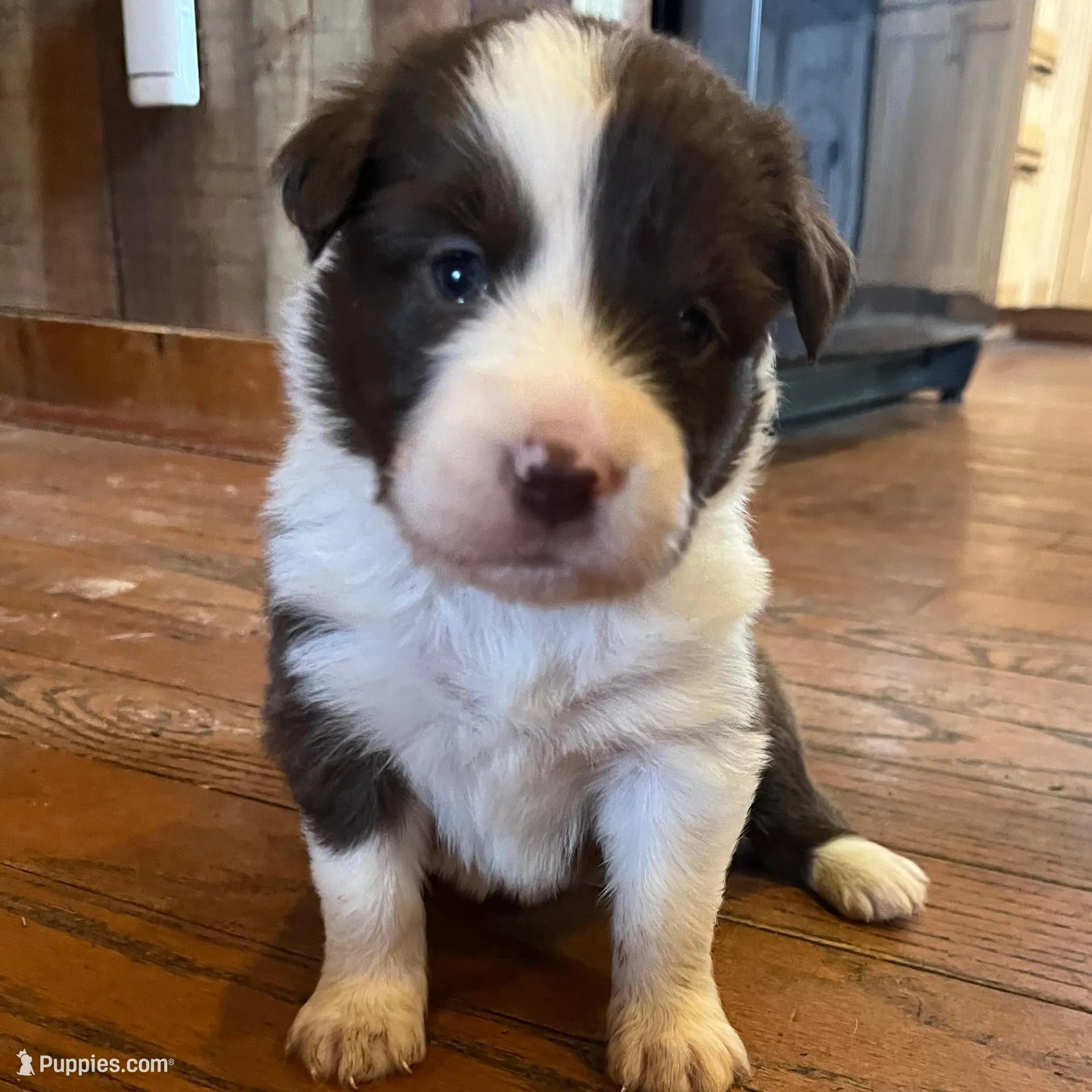 Reba, a female Border Collie for sale in Darlington, MD – Photo 2 of 2